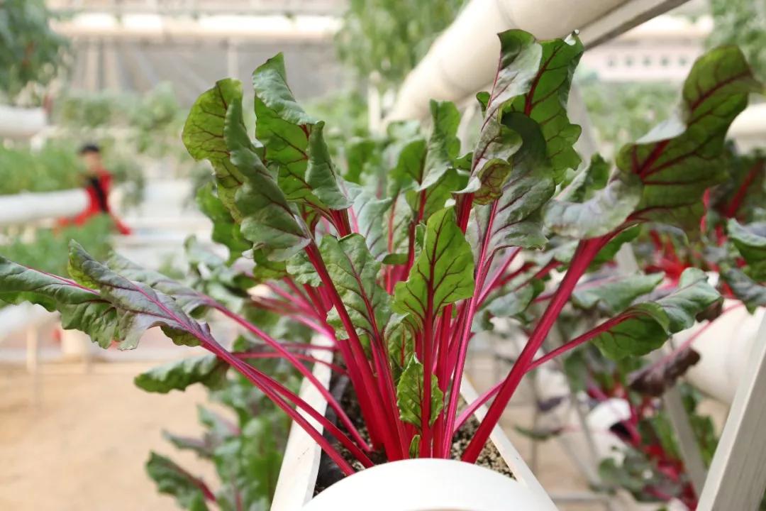 无土栽培和土壤种植技术研究所,农业无土栽培技术培训