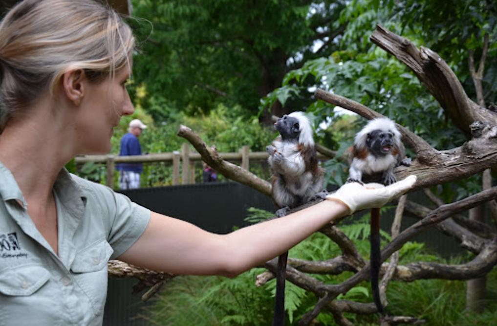 4万只到6千只，巴掌大的小猴子，也算为人类作出过不小“贡献”