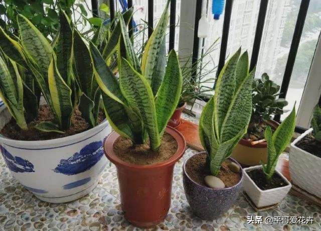 吸甲醛最好的3种花,什么花可以净化空气吸收甲醛