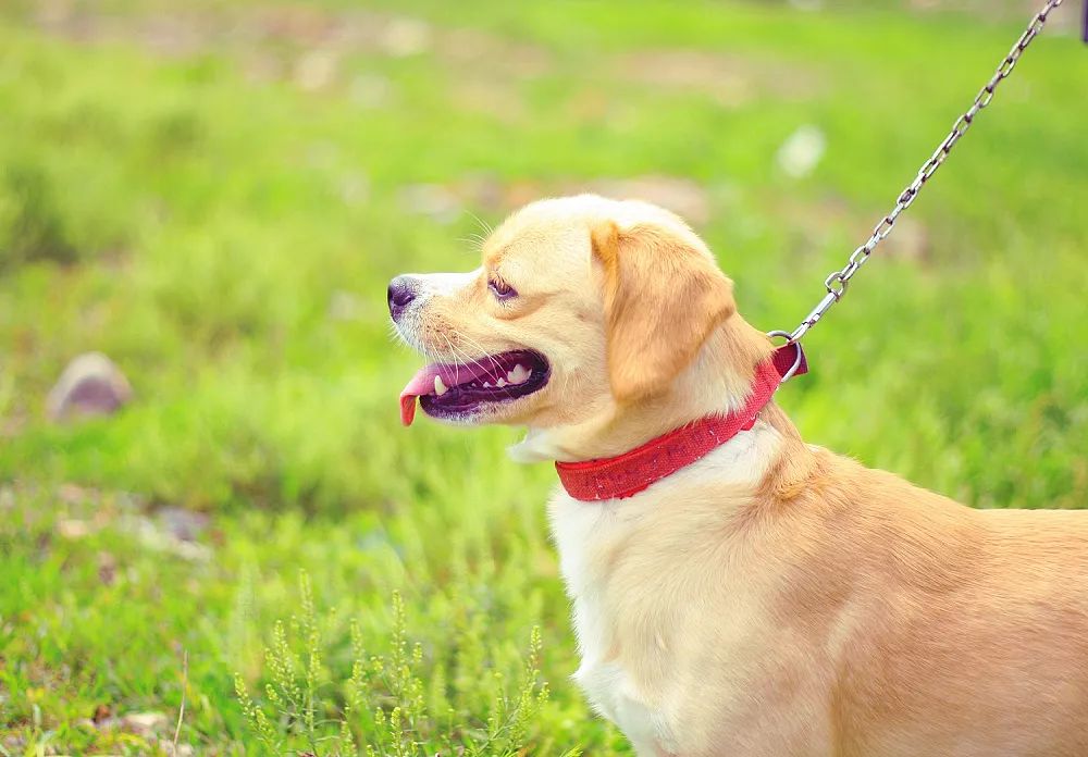 带着狗狗去西藏二狗子,带着十条狗狗去西藏