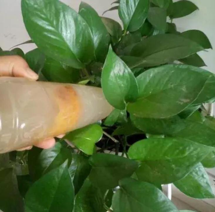 小橘子皮养花是怎么养的,橘子皮养花枝繁叶茂