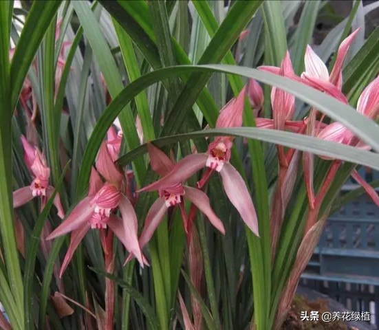 兰花的分类与品种如何鉴别,兰花品种哪种兰最贵最好养