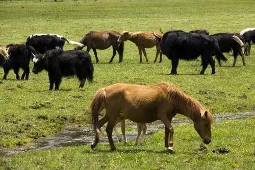 风马牛不相及的四种解读,风马牛不相及知识