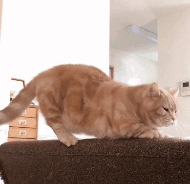 猫咪第一次单独在家是什么样的,猫咪自己在家的时候一般在干什么