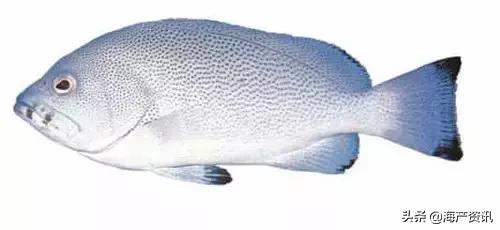 科普海洋鱼类知识儿童,海洋鱼类科普大全图解