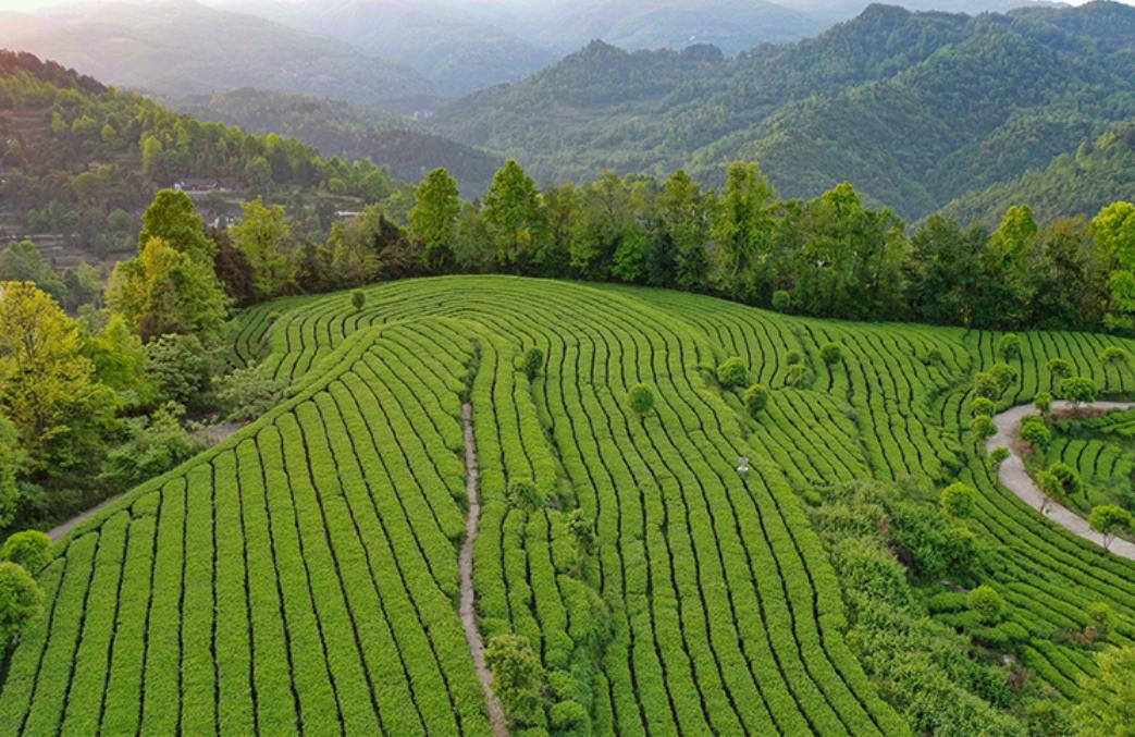 一份匠心茶叶,一份匠心图片