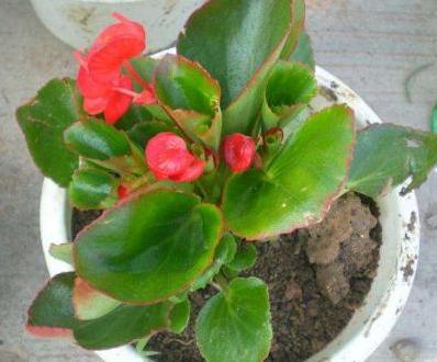 四季海棠养殖方法和扦插最佳时间,四季海棠扦插生根后多久可以移栽