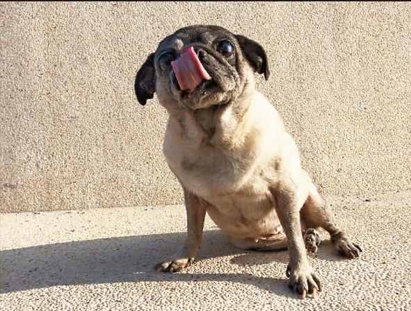 狗食管反流是怎么回事,狗狗胃食管反流症状