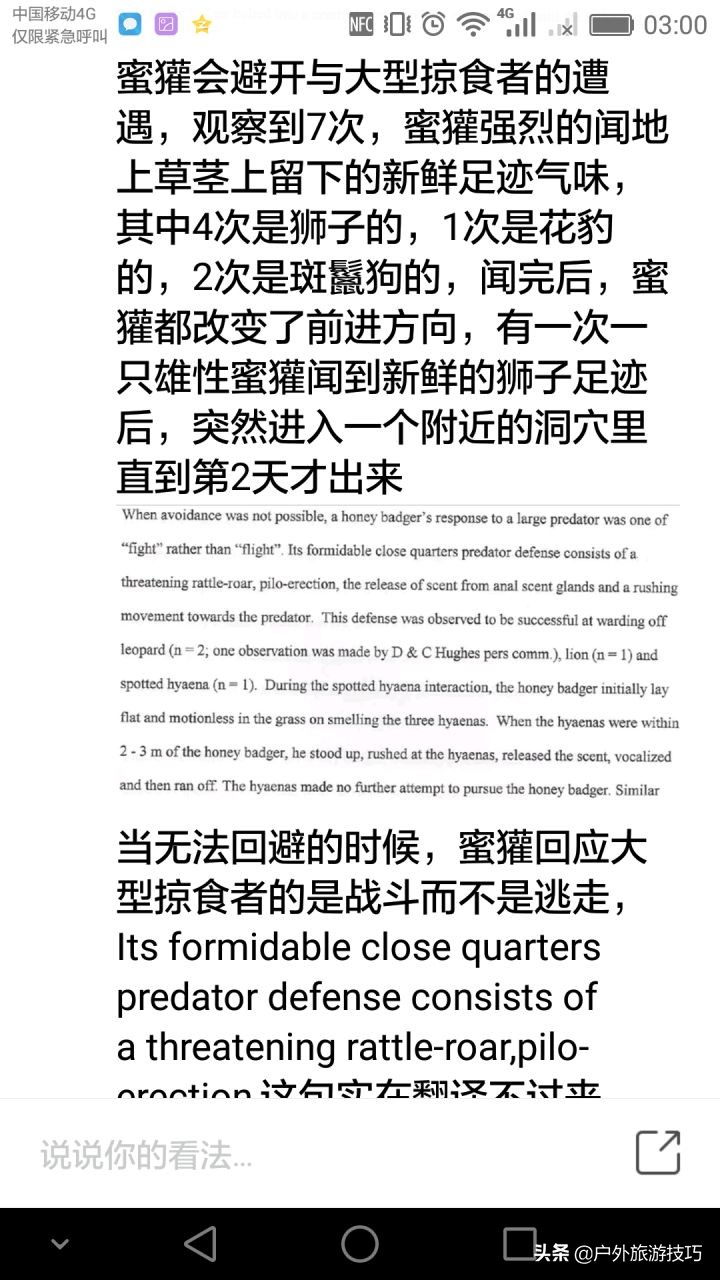 平头哥蜜獾目前存活数量,平头哥蜜獾能养吗