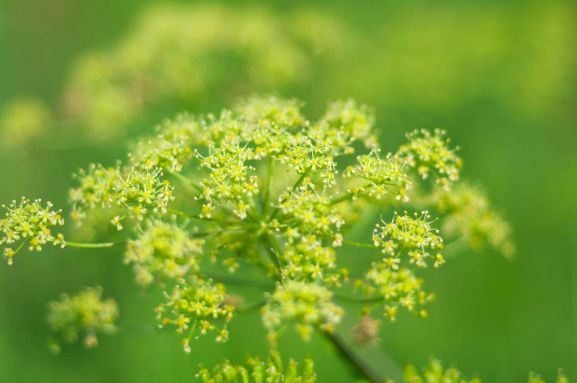 白术神曲党参功效,人参党参黄芪熟地山药的功效