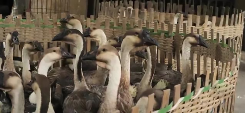 返乡创业养鹅的人,回家养鹅创业项目