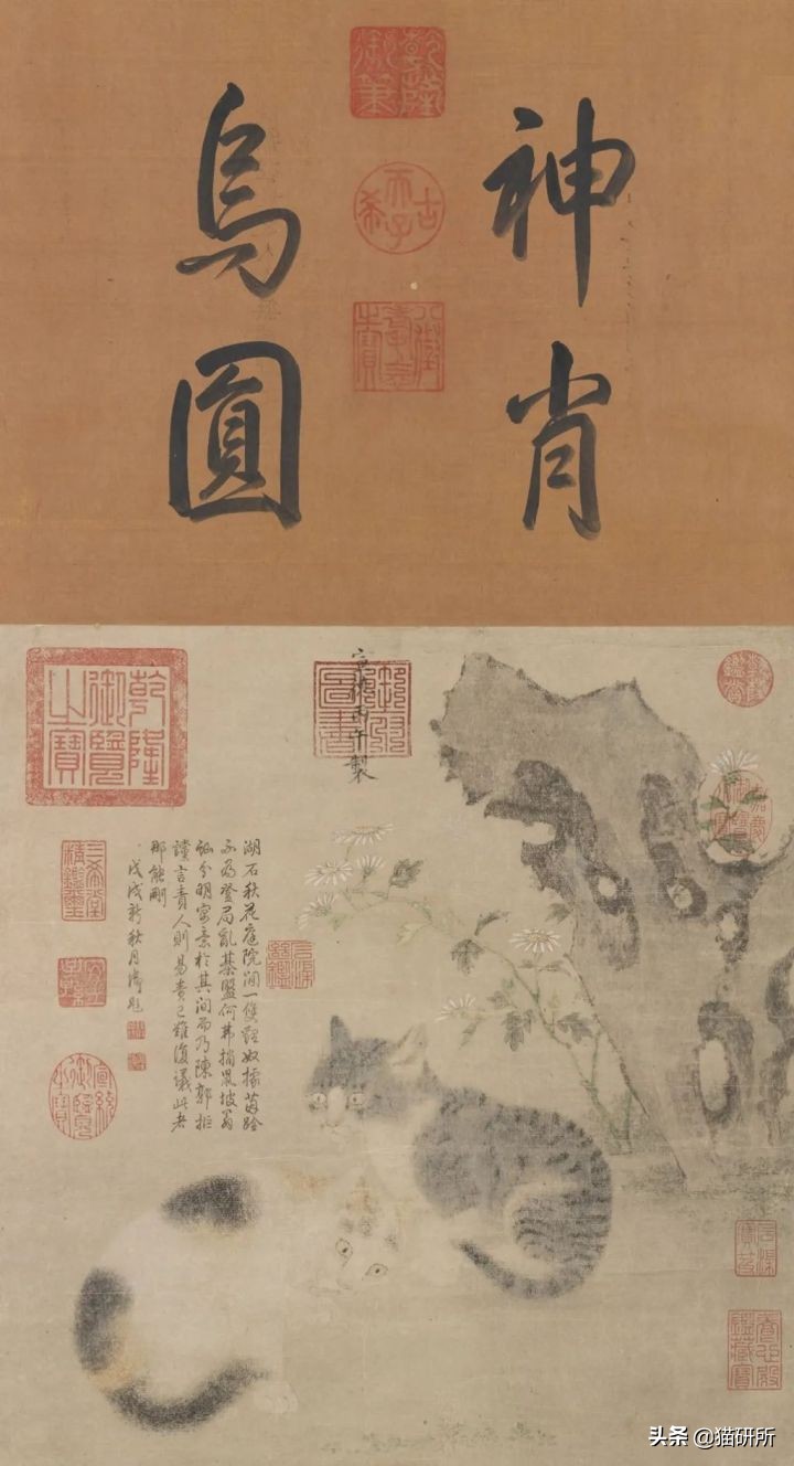 各种花色的猫在古代怎么称呼,猫咪在古代有哪些称呼呢