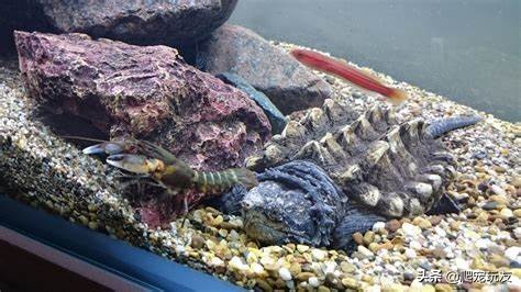 龟怎么样情况下才会应激,龟吃食会吃底砂