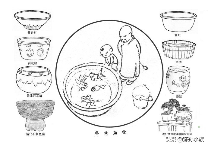 古法养金鱼高手,古法养金鱼抽底