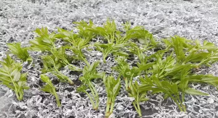 正宗张家界莓茶有什么,揭秘张家界莓茶