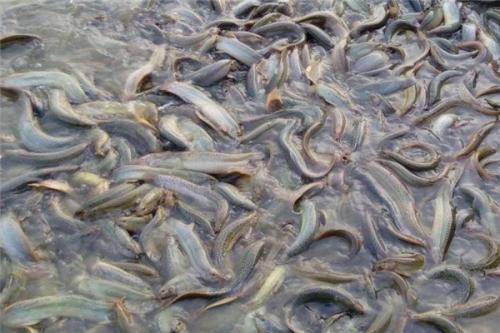 泥鳅养殖技术及前景,泥鳅的养殖方法及市场前景分析