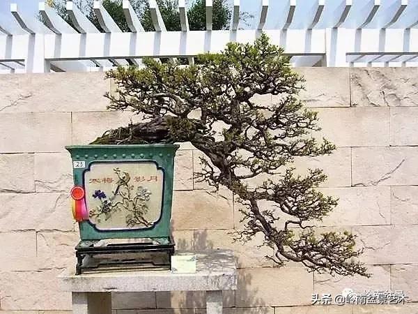 最美的100盆雀梅盆景,雀梅盆景第一年修剪视频