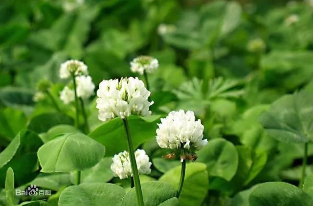 红花三叶草如何彻底根除,三叶草给花卉带来的病虫害