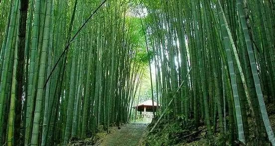 松江区夏日游玩攻略,松江古镇旅游攻略一日游