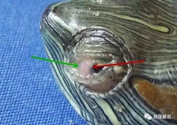 龟得了白眼病怎么养,养龟预防白眼病