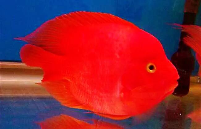 财神鱼哪种比较漂亮,起头财神鱼