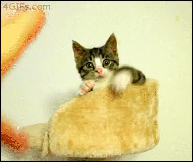 跟猫咪玩耍的时候它咬人,猫咪咬人怎么办一招教你制服