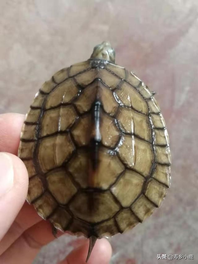 如何鉴别自己养的“南石”是不是纯种的南石？