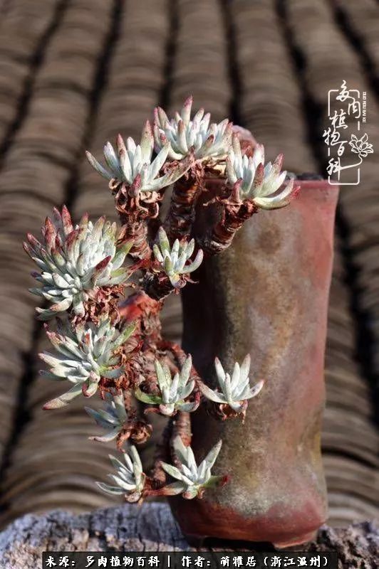 多肉最美的季节已来到,多肉最美的季节来临