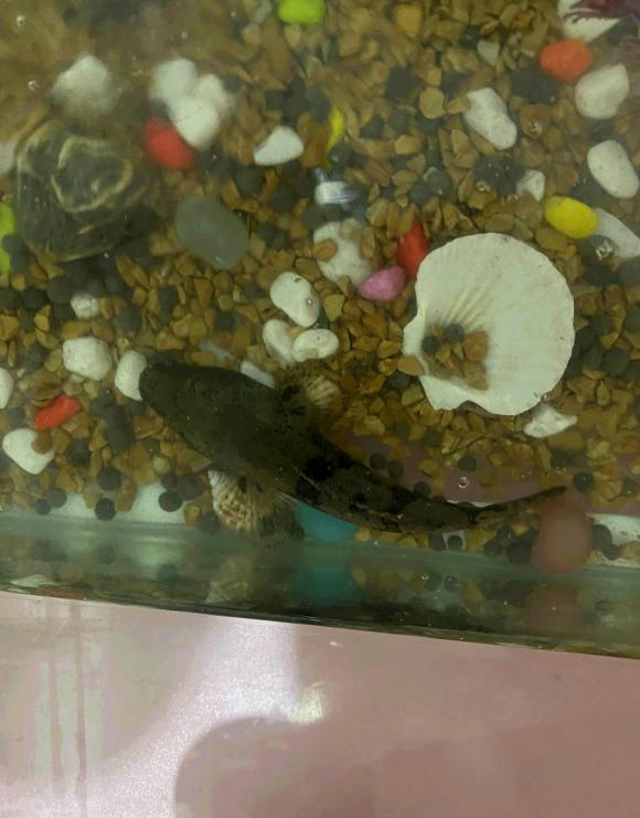 番禺野生笋壳鱼,野外笋壳鱼