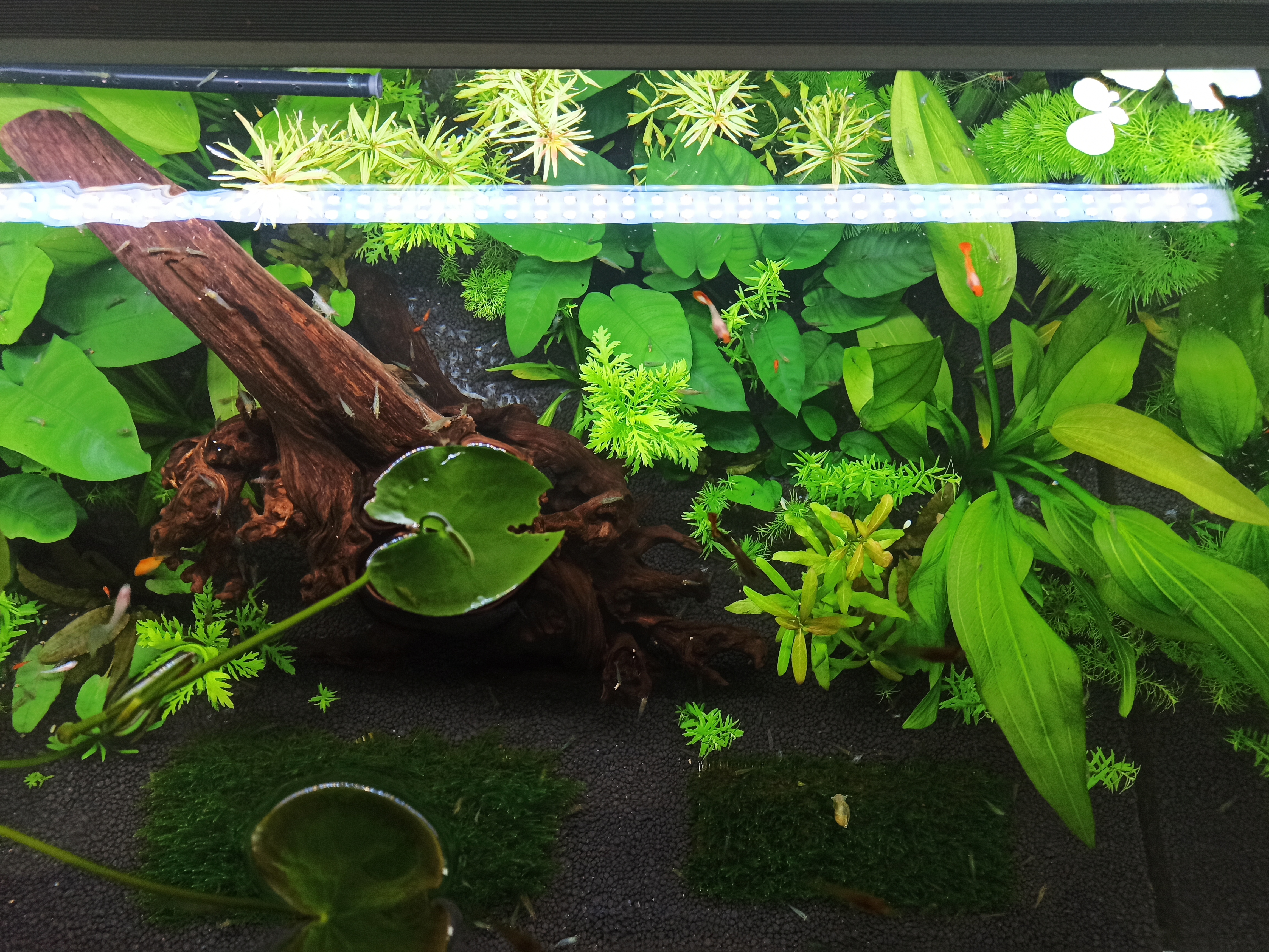 入坑草缸你准备好了吗,草缸入坑观赏鱼