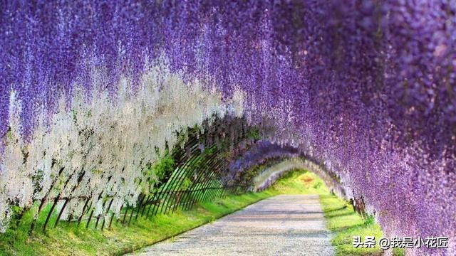 适合阳台种植的爬藤植物都有哪些,家庭阳台种什么爬藤植物比较好