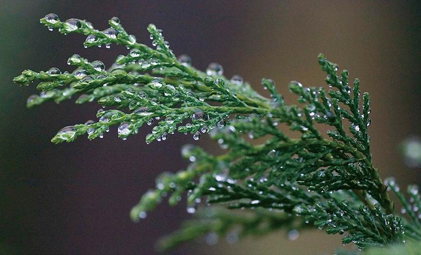 精油喷雾制作教程,精油喷雾的做法