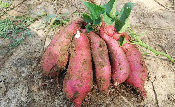 软糯香甜的红蜜薯,又甜又糯又软的天目山香薯
