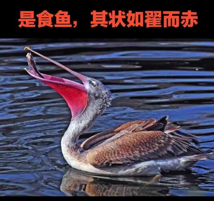 西山经解读,西山经图谱大全