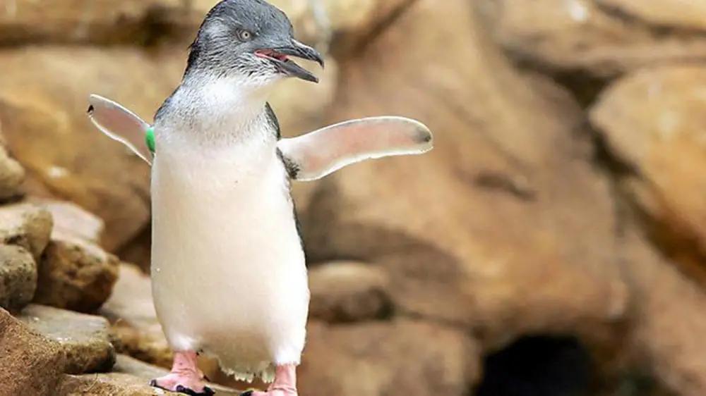 黄金海岸之冲浪在哪里,黄金海岸除了冲浪还有什么