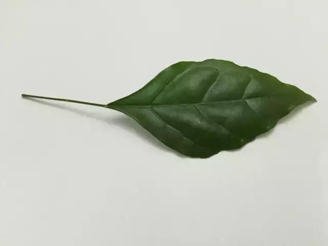 水彩密密麻麻的树叶怎么画,水彩画教程入门叶子