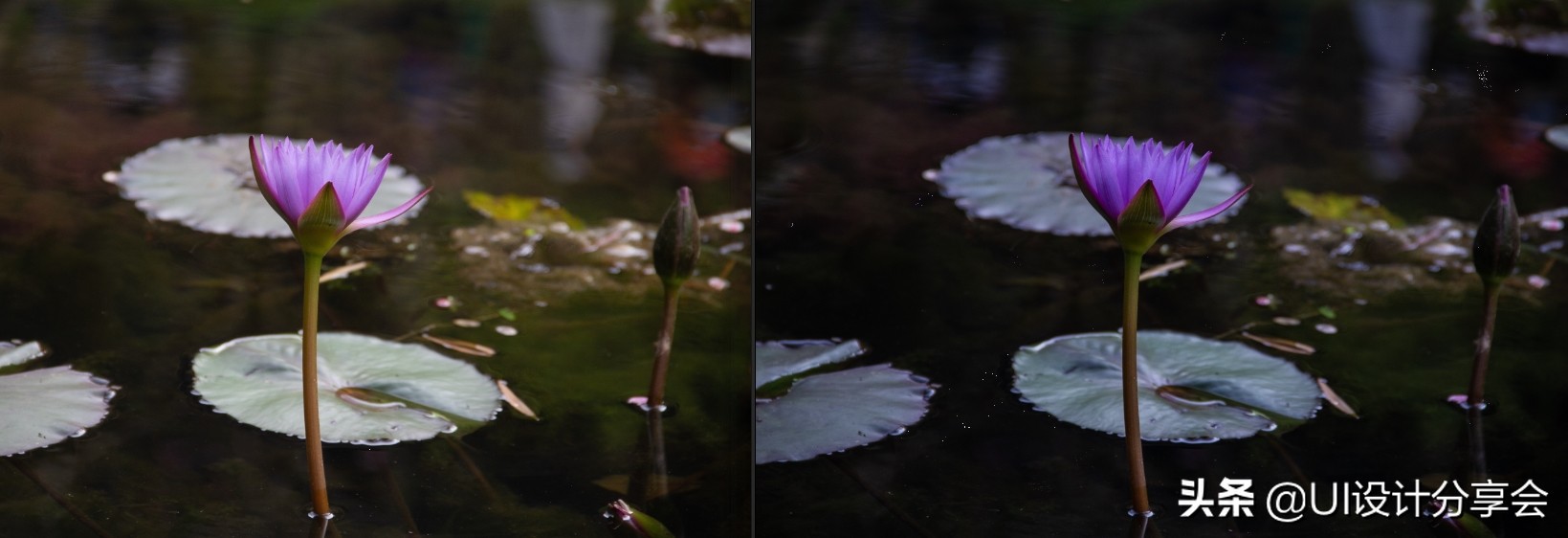 ps画意荷花如何调出洇染效果,ps荷花多重曝光的后期调色教程