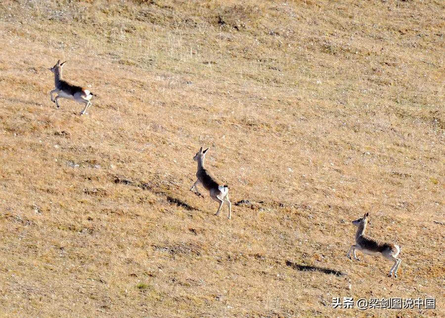 禁止野生动物保护环境人人有责,保护生态环境禁止野生动物上餐桌