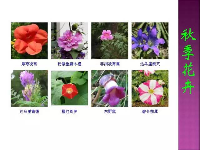 花卉大全500种观叶植物名称,1332种常见花卉植物图谱