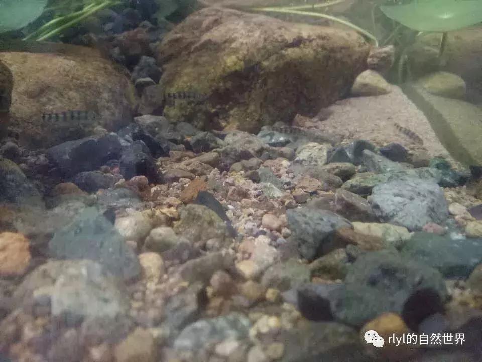 黄缘龟多大可以进环境造景,黄缘龟造景用陶粒还是火山石