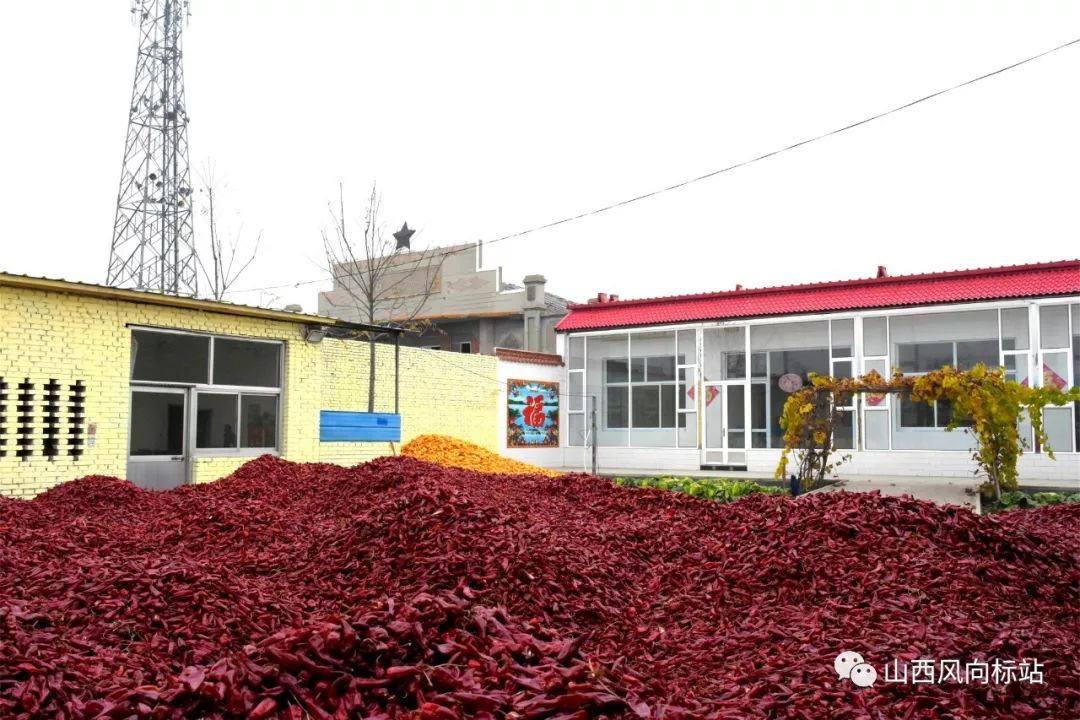 忻州曹张高村辣椒,山西忻州辣椒迎丰收椒农笑开颜