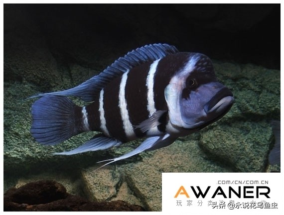 慈鲷品种及图片,慈鲷科都有哪些厉害的品种