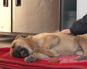 狗狗做梦的反应，原来隐藏了狗狗不同的心理