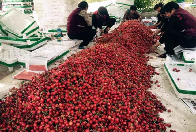 济南樱桃采摘园推荐,鲜果采摘园樱桃