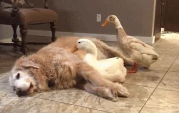 被大鹅欺负的金毛,金毛老是被鸭子欺负