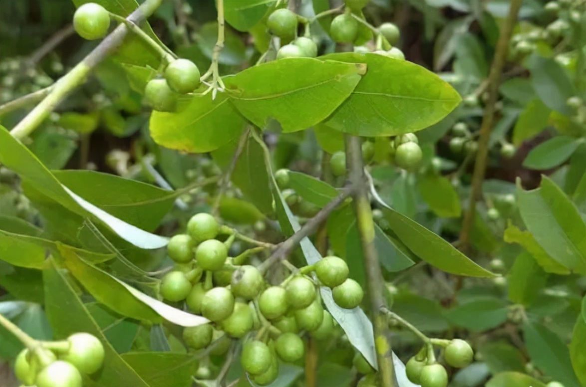 凯里新鲜木姜子,老家的特产木姜子