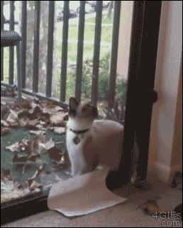 只需一个容器，你就能收获一滩“液体猫”