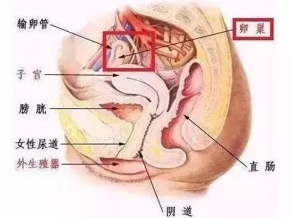 乳房按摩导致乳腺受伤,乳房按摩的不良后果