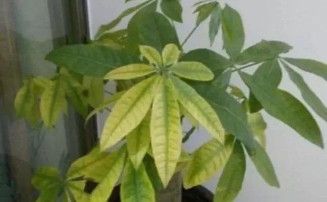 磷酸二氢钾养花怎么用最好,养花什么时候用磷酸二氢钾最合适