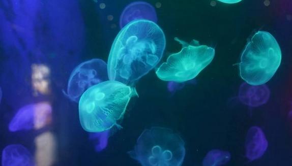 小梅沙海洋世界套票2021,小梅沙海洋世界门票